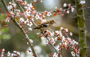 oiseau jardin