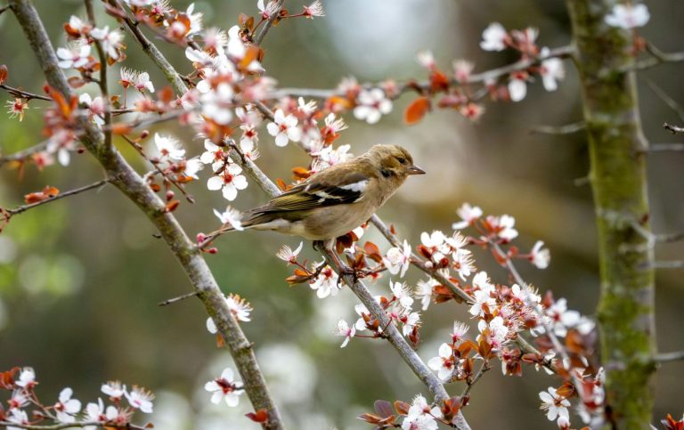 oiseau jardin